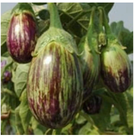 Brinjal 1kg